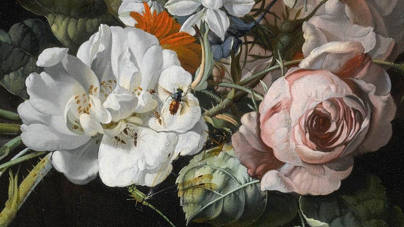 Detail of Still Life of Flowers (our third image), by Rachel Ruysch, 1695, private collection, Web Galley of Art (wga.hu)