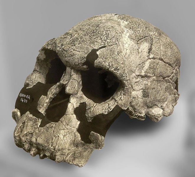 KNM-ER 1470, Homo rudolfensis, found 1972, cast of original at Göteborgs Naturhistoriska Museum, Göteborg, Sweden (Wikimedia commons).