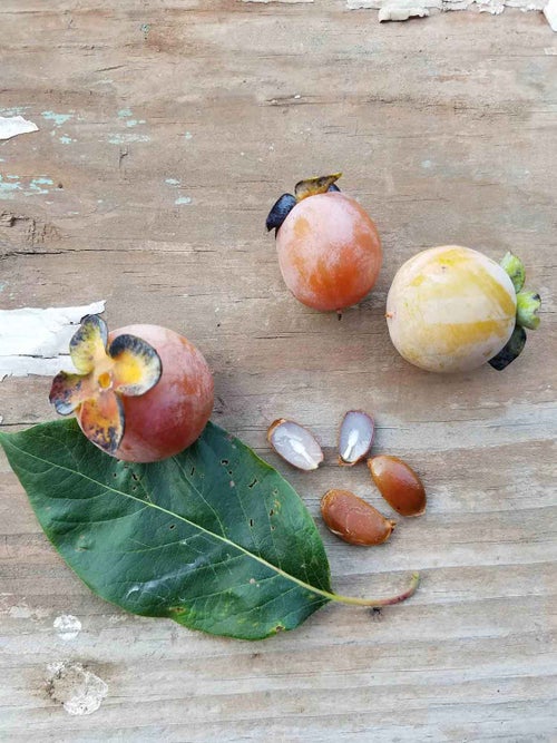Persimmon fruit and seed