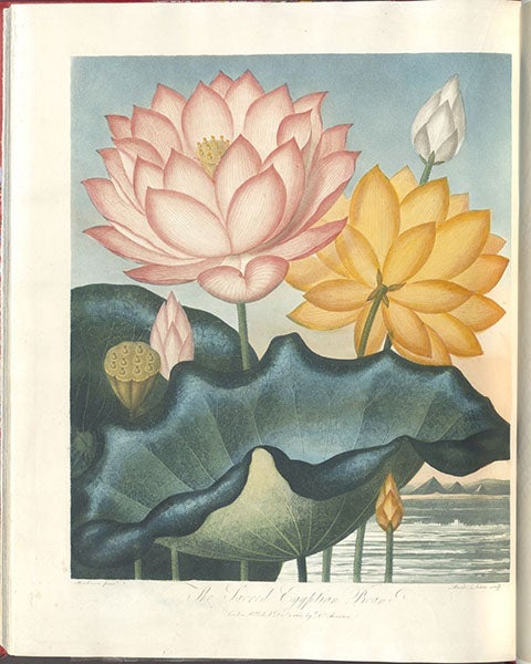 The Sacred Egyptian Bean, engraving after a painting by Peter Henderson, 1804, in The Temple of Flora, by Robert Thornton, 1807 (Linda Hall Library)