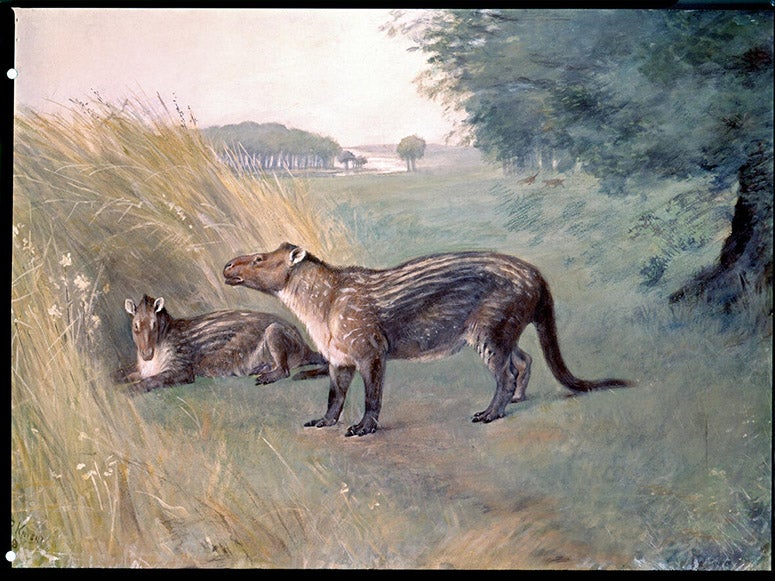 Phenacodus, watercolor by Charles Knight, after a specimen discovered by Jacob L. Wortman, American Museum of Natural History, 1898 (digitalcollections.amnh.org)