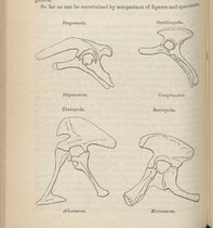 Diagram showing the pelvic structure of two new proposed orders of dinosaurs: Ornithischia (top) and Saurischia (bottom), "On the Classification of the Fossil Animals commonly named Dinosauria,” by Harry Govier Seeley, Proceedings of the Royal Society of London, vol. 43, p. 168, 1888 (Linda Hall Library)