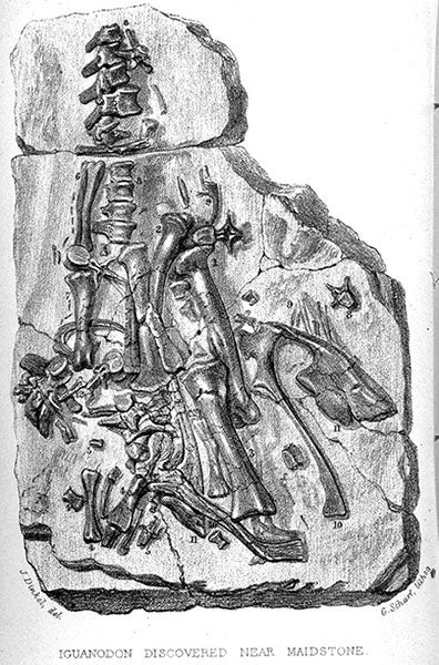 The Maidstone Iguanodon in its matrix, found 1834, lithograph, The Wonders of Geology, by Gideon Mantell, 4th ed., 1840 (Linda Hall Library)