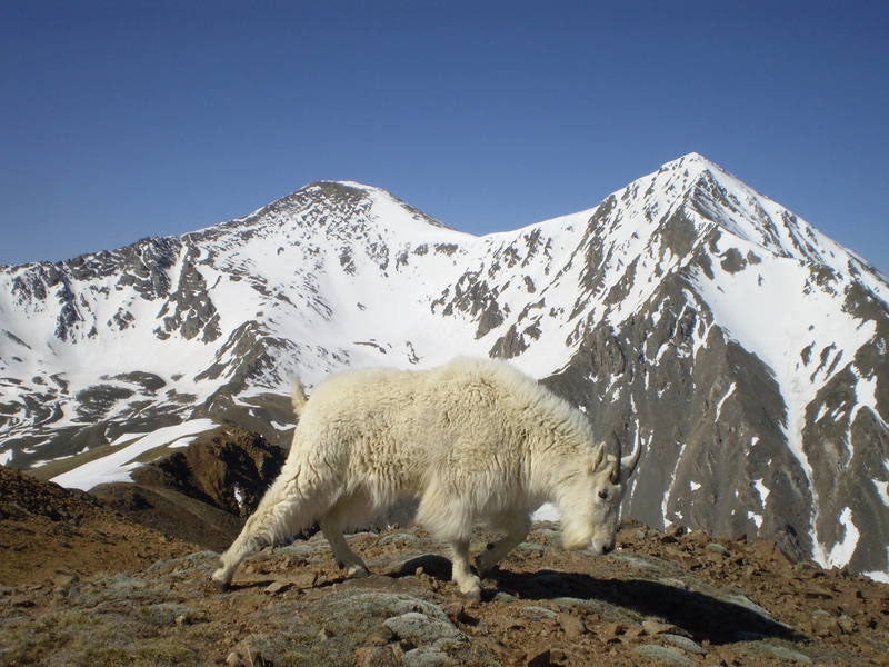 Grays Peak (left) and Torreys Peak, with local resident, Front Range of the Rockies; both mountains were climbed by, and named by, Charles Parry; photo by Mike McMahon (mountainproject.com)