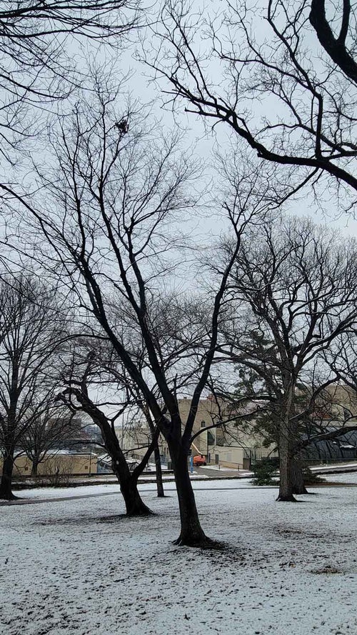 Chinkapin Oak 34147 Linda Hall Library