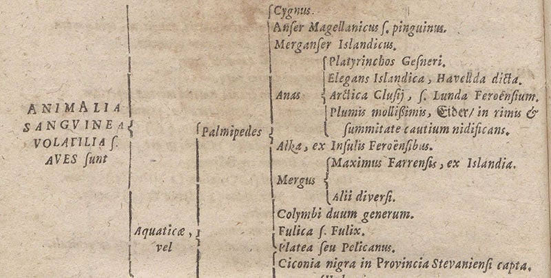 Description of the great auk in Ole Worm’s museum, Synopsis methodica rariorum in Musaeo ... Olai Wormii, by Georg Seger, detail of p. 36, 1653 (Linda Hall Library)