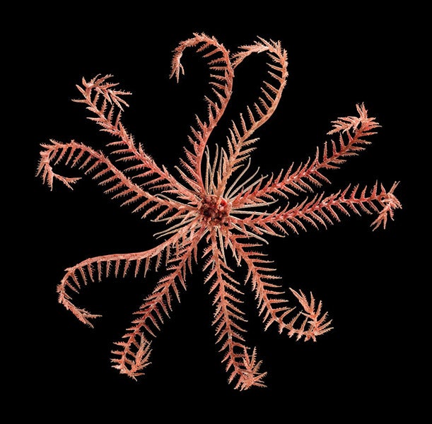 Brittle star, Antedon mediterranea, glass artwork by Leopold and Rudolph Blaschka, Cornell Collection, Corning Museum of Glass (digital.library.cornell.edu)