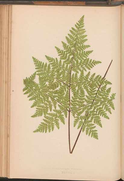 Cheilanthes viscosa, a fern, chromoxylograph, Ferns: British and Exotic, by Edward Joseph Lowe, vol. 4, 1858-64 (Linda Hall Library)