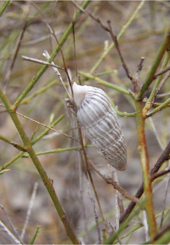 Cerion nanus, the “rarest snail in the world,” discovered by Charles Johnson Maynard on Little Cayman in 1888, photo in article by Pat Shipman in American Scientist, 2011 (americanscientist.org)