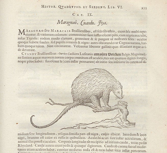 激安直販Willem Piso+Georg Marcgrave『De Indiae utriusque re naturali et medica-』1658年 ウイレム・ピソとマルクグラーフの博物学書/博物図譜 画集