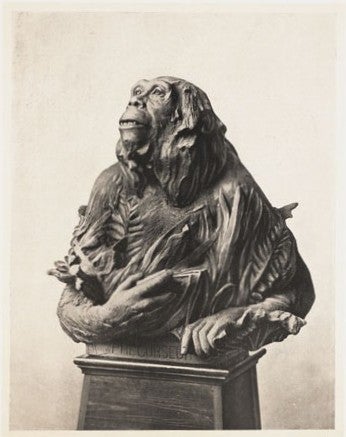 Human ancestor of the Tertiary Era. Image source: Rutot, Aimé. Un essai de reconstitution plastique des races humaines primitives. Brussels: Hayez, 1919, pl. 1.