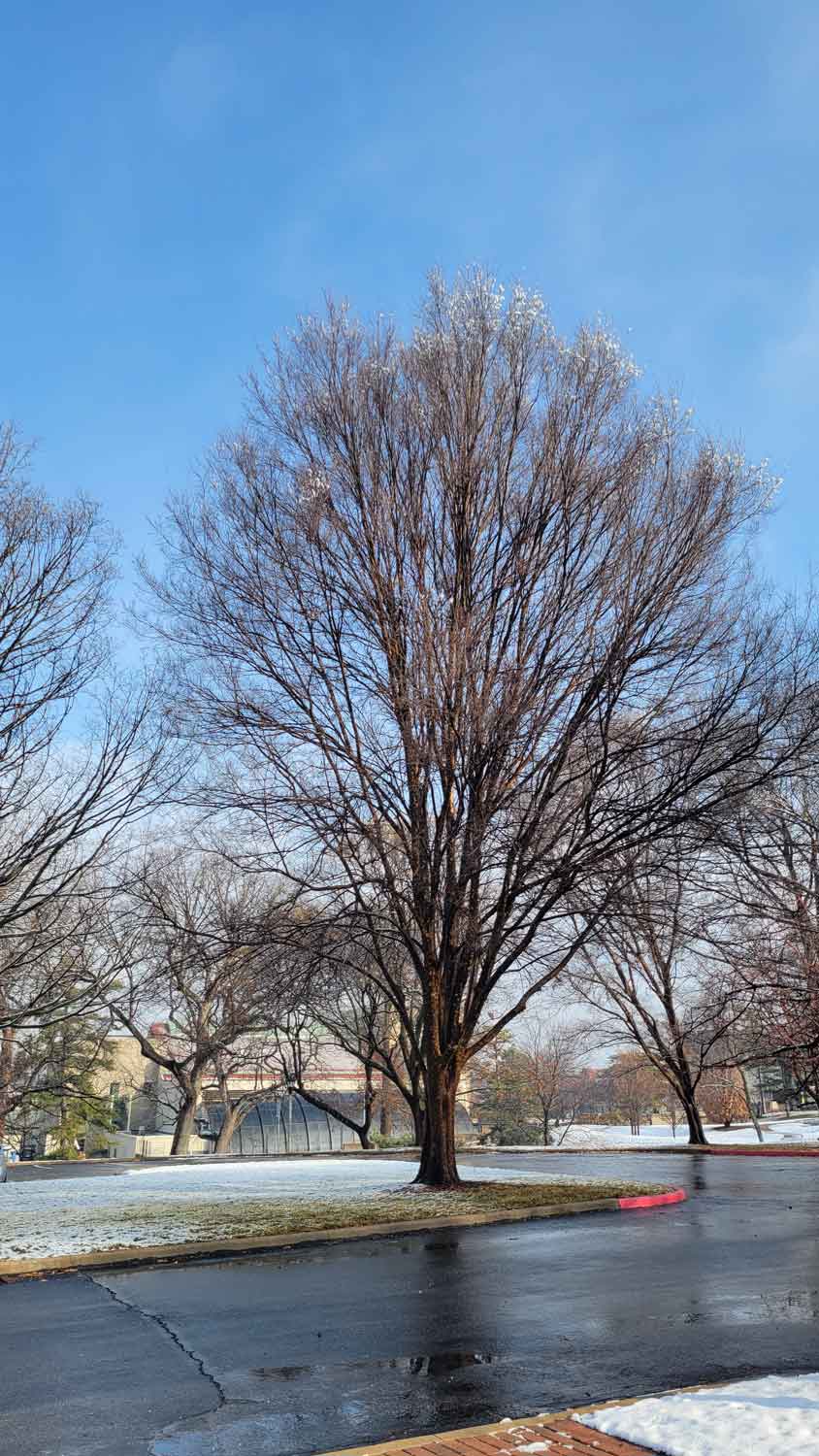 Lacebark Elm 44-4-1 - Linda Hall Library