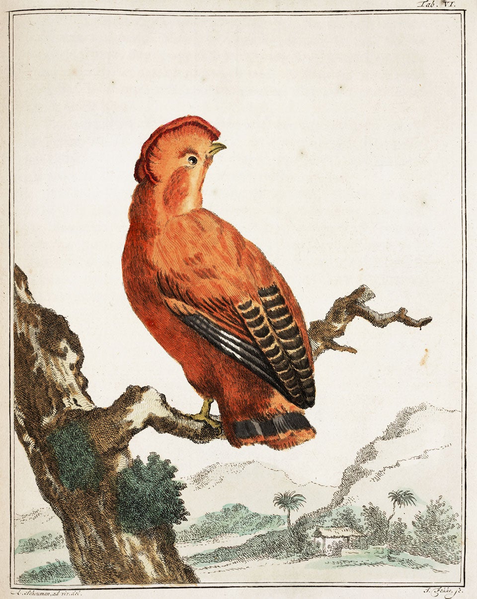 Cock-of-the-Rock. Image source: Vosmaer, Arnout. Description d’un receuil exquis d’animaux rares. Amsterdam: Chez J. B. Elwe, 1804, pl. 6.
