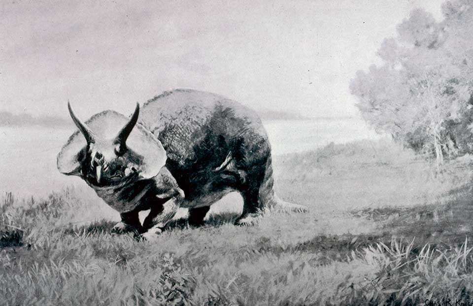 Painting of Triceratops. This work was on display in the original exhibition as item 23. Merrill, George P. "Report on the Department of Geology for the Year 1900-1901," in: Annual Report of the Board of Regents of the Smithsonian Institution. Report of the U. S. National Museum, for the year ending June 30, 1901, pl. 72.