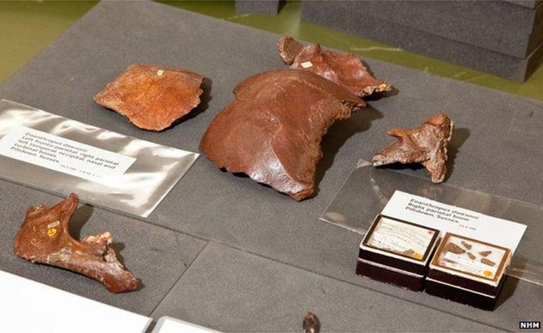 The Piltdown fragments, recent photograph, Natural History Museum, London (bbc.com)