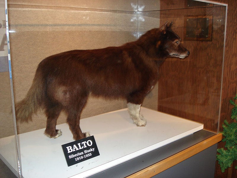 A mounted Balto at the Cleveland Museum of Natural History, recent photograph (Wikimedia commons)