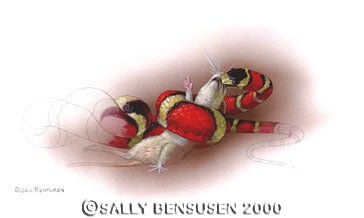 Rat Snake in acrylic gouache. Demonstrating snake muscles' ability to transmit large food objects down the trachea to the stomach. Image source: