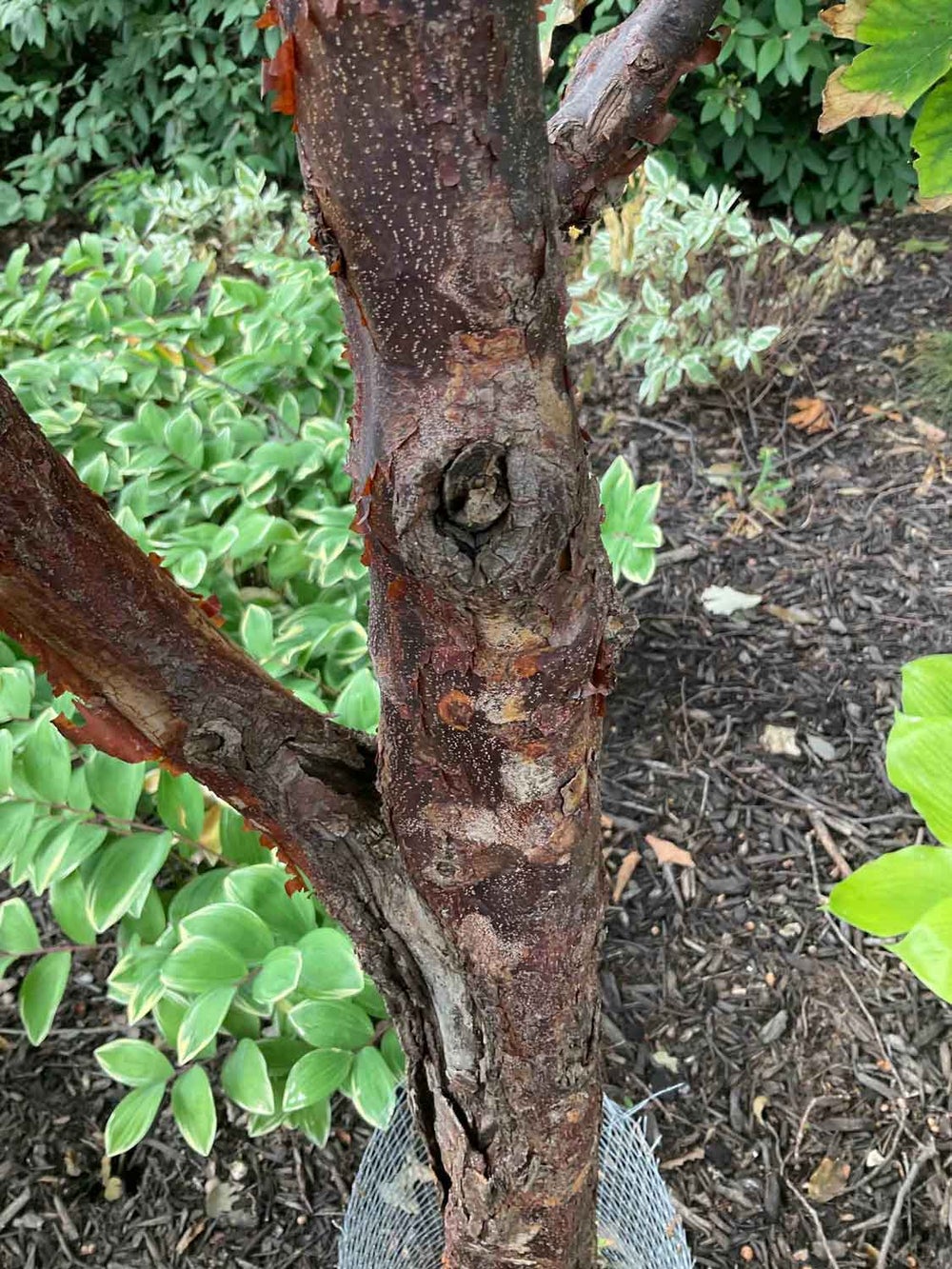 Paperbark Maple 1-2-2 - The Linda Hall
