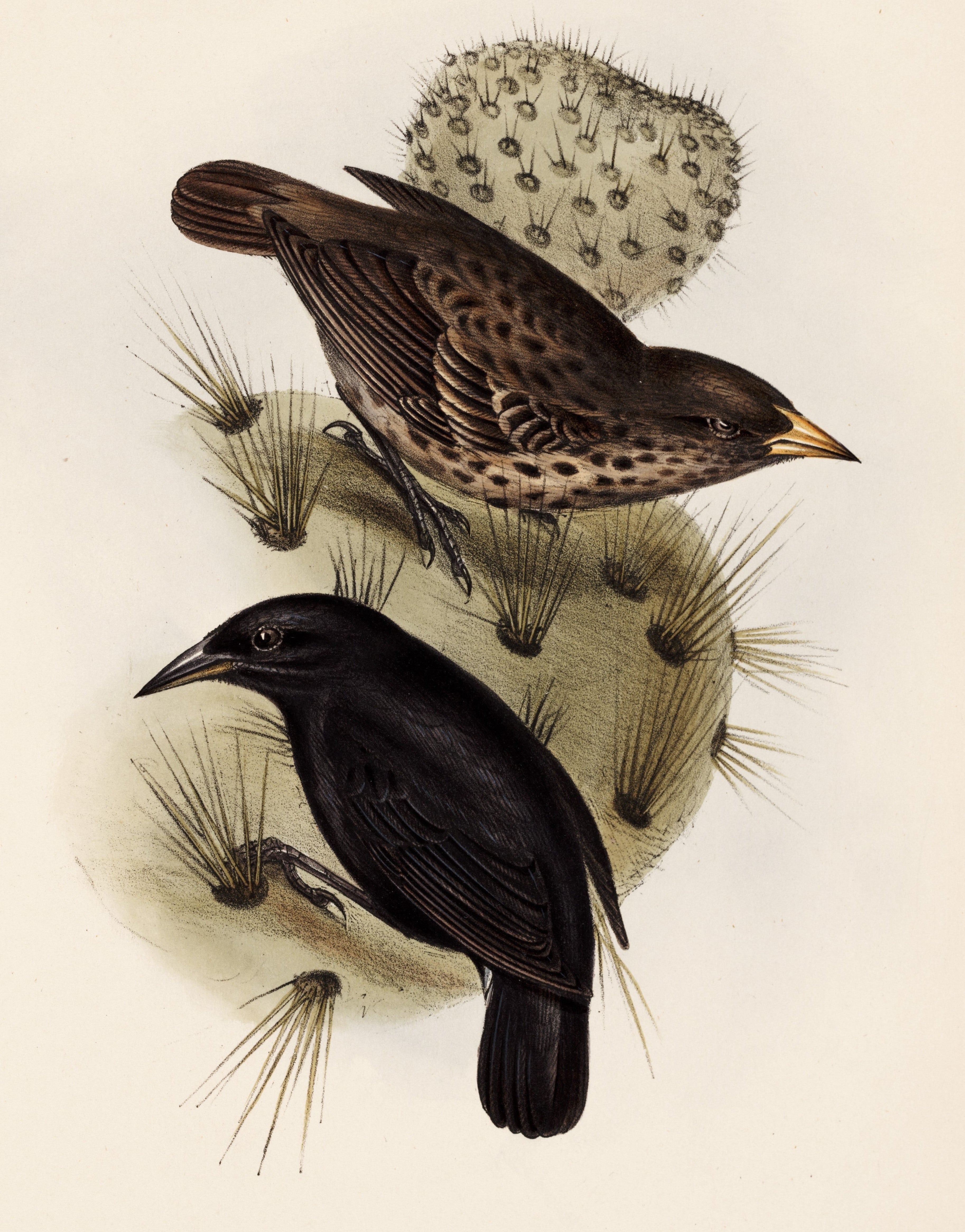 Cactus finch, Cactornis scandens. Seeing the image of the specialized beaks of these finches suggested evolutionary possibilities to Darwin. Image source: Darwin, Charles, et al. The Zoology of the Voyage of H.M.S. Beagle. Vol. 3: Birds, London: Smith, Elder and Co., 1839, pl. 42. 