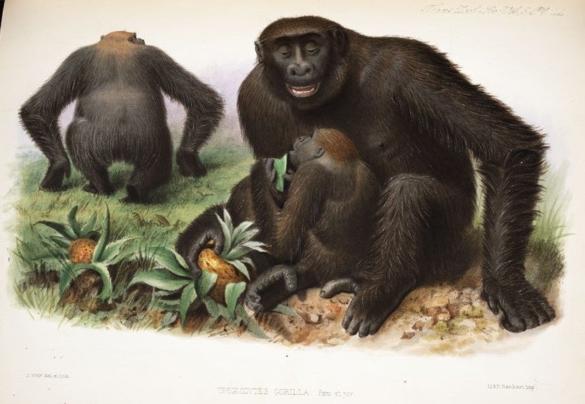 Gorilla family. Image source: Owen, Richard. “Contribution to the Natural History of the Anthropoid Apes. No. VIII. On the External Characters of the Gorilla (Troglodytes Gorilla, Sav.).” Transactions of the Zoological Society of London, vol. 5, 1866, pl. 44.
