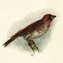 Watercolor painting of a purple finch. Image source: Sarah (Sadie) Frances Price papers, 1861-1914. Archives Collection 1 RG 4/1/5/8. MBG Archives.