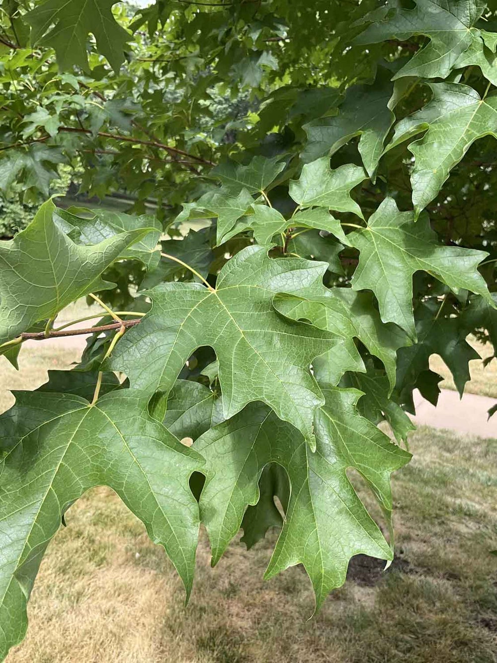 Sugar Maple 1-34-2 - Linda Hall Library