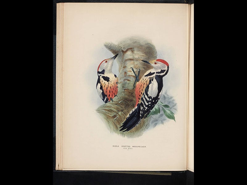 Henry Eeles Dresser - Linda Hall Library