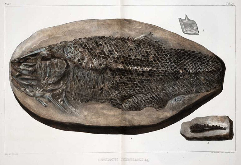 Lepidotus, a fossil fish, the entire plate, hand-colored lithograph, Recherches sur les poissons fossils: Atlas, by Louis Agassiz, plate 31, vol. 2, 1833-43 (Linda Hall Library)