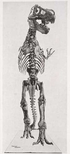 T. rex mount. This work was on display in the original exhibition as item 34. Image source: "Skeletal adaptations of Ornitholestes, Struthiomimus, Tyrannosaurus," in: Bulletin of the American Museum of Natural History, vol. 35 (1916), pl. 25.