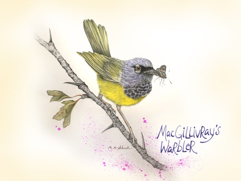 <p>Melissa Dehner</p>