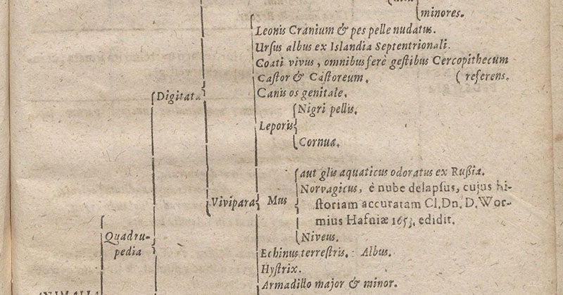 Description of the coati in Ole Worm’s museum, Synopsis methodica rariorum in Musaeo ... Olai Wormii, by Georg Seger, detail of p. 37, 1653 (Linda Hall Library)
