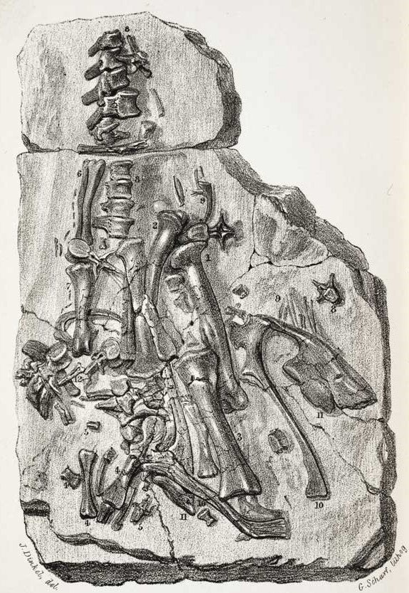 The Maidstone Iguanodon. This work is part of our History of Science Collection, but it was NOT included in the original exhibition. Image source: Mantell, Gideon. The Wonders of Geology. 4th ed., vol. 1, London, 1840, pl. 2.