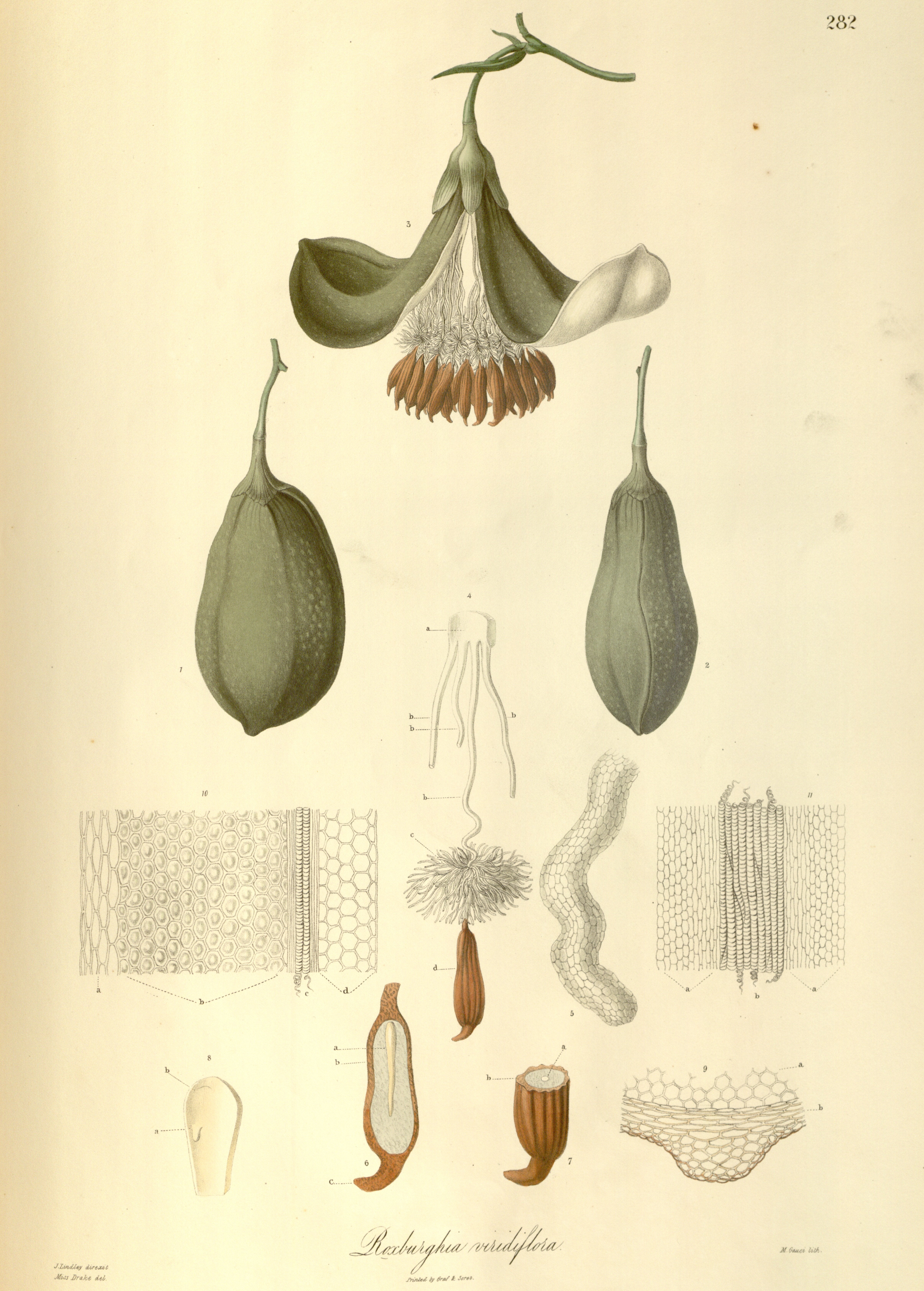 Roxburghia viridiflora, an early Drake lithograph. Image source: Wallich, N., Sarah Anne Drake, et al. Plantae Asiaticae rariores, or, Descriptions and Figures of a Select Number of Unpublished East Indian Plants. Vol. 3, London: Treuttel and Würtz, 1832, pl. 282.
