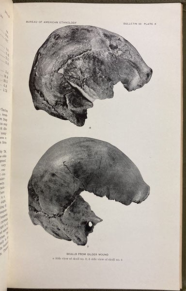 Skulls from Gilder Mound (“Loess Man,” “Nebraska Man”), photograph in Skeletal Remains Suggesting or Attributed to Early Man in North America, by Aleš Hrdlickǎ, 1907 (Linda Hall Library)
