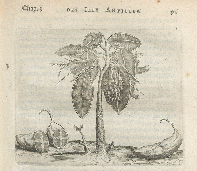 Bananas or plantains, engraving, Charles de Rochefort, Histoire naturelle et morale des iles Antilles de l'Amerique, 1658 (Linda Hall Library)