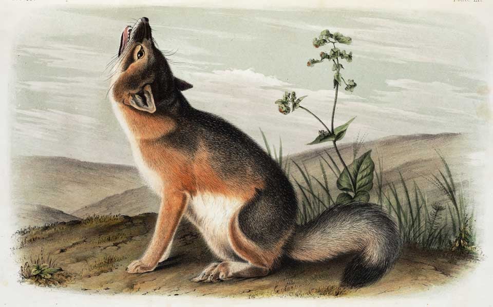 Swift Fox. Image source: Audubon, John James, et al. The Quadrupeds of North America. Vol. 2. New York: V.G. Audubon, 1849, pl. 52, frontispiece.