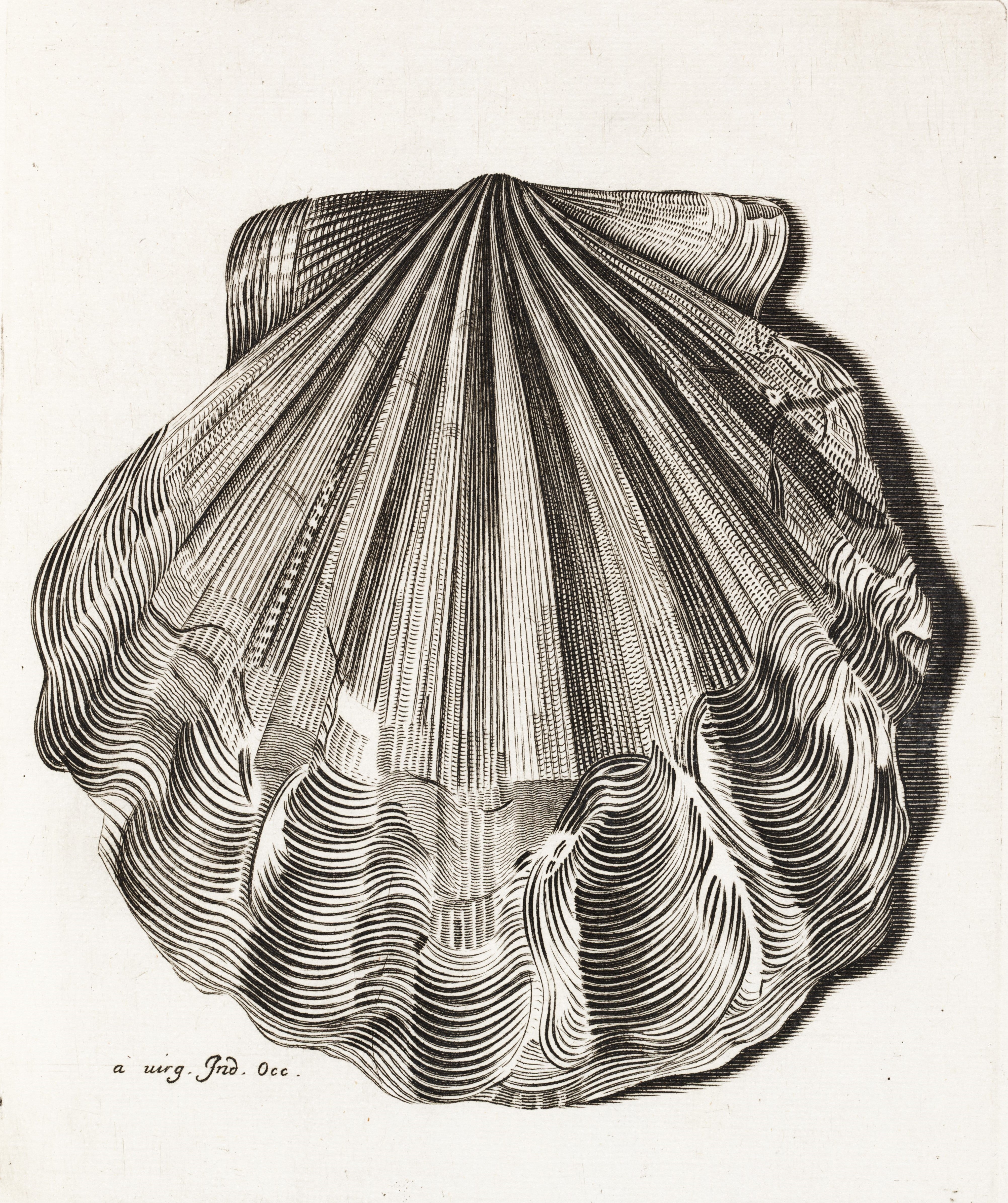 In Historiae Conchyliorum, Anna and Susanna created illustrations representing a number of fossilized shells. This plate shows the first fossil from North America to be illustrated in a scientific publication. At this time there was debate over the origin of fossils, with Dr. Lister siding against the possibility of animal origins. 