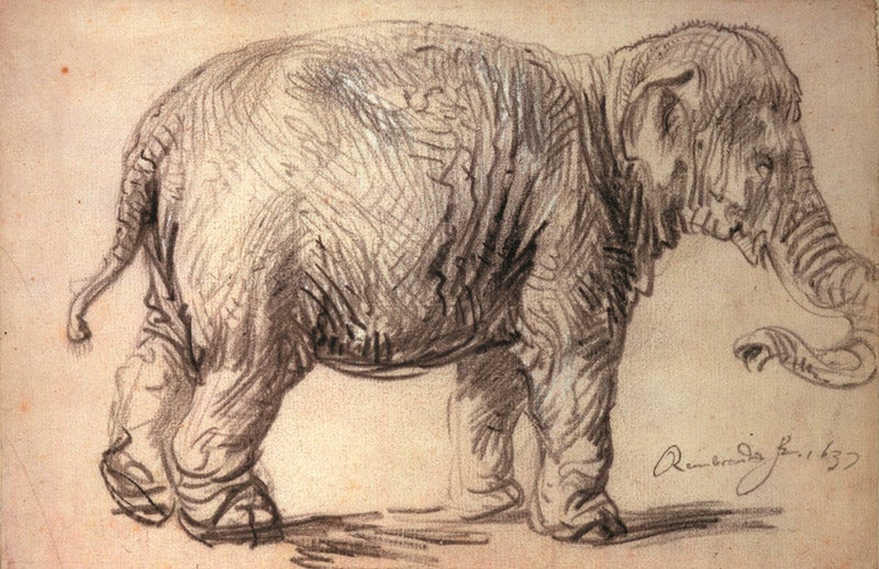 Sketch of Hansen by Rembrandt, chalk and charcoal on paper, 1637 (Albertina in Vienna via codart.nl)
