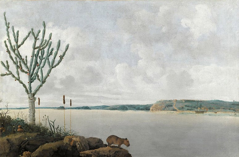 Sao Francisco River and Fort Maurits, landscape of Brazil (with capybara), oil on wood, by Frans Post, 1638, Louvre (Wikimedia commons)