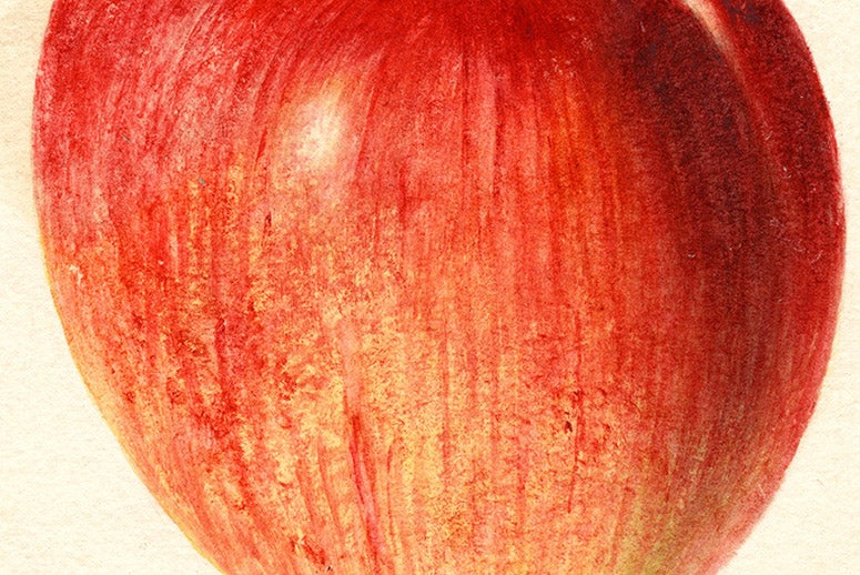 Detail of a Dixon apple from Sinks Grove, West Virginia, watercolor by Deborah Passmore, 1895, Pomological Watercolor Collection, U.S. Department of Agriculture, National Agricultural Library (Wikimedia commons)