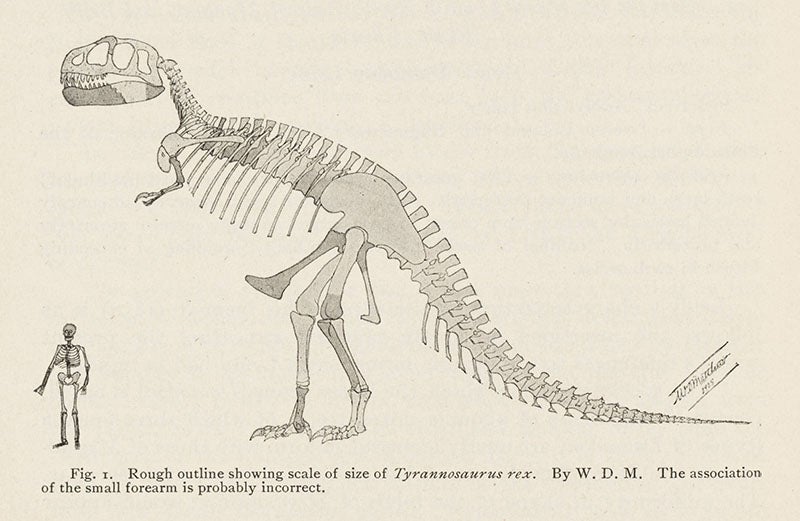 Reconstruction on paper of <i>Tyrannosaurus rex</i>, discovered by Barnum Brown and named by Osborn in this paper, <i>Bulletin of the AMNH</i>, 1905 (Linda Hall Library).