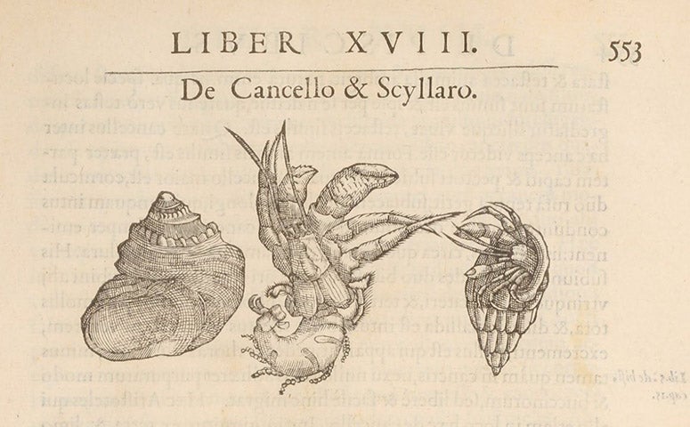 Hermit crab, woodcut, Libri de piscibus marinis, by Guillaume Rondelet, vol. 1, p. 553, 1554-55 (The Linda Hall)