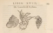Hermit crab, woodcut, Libri de piscibus marinis, by Guillaume Rondelet, vol. 1, p. 553, 1554-55 (The Linda Hall)
