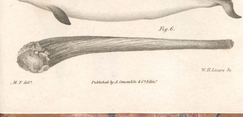 Detail of plate showing the milk tusk of a common narwhal, with signatures of “M.F.” (Melville Fleming, artist) and William H. Lizars (engraver), in The Philosophy of Zoology, by John Fleming, plate 1, 1822 (Linda Hall Library)