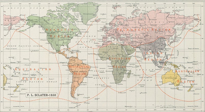 Map of the six world regions of animals, according to Philip Lutley Sclater, 1858, detail of our fourth image, top left (Linda Hall Library)