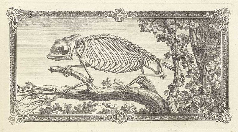 The skeleton of a chameleon, engraved headpiece for chapter 6, Osteographia, or the Anatomy of the Bones, by William Cheselden, 1733, National Library of Medicine (nlm.nih.gov)