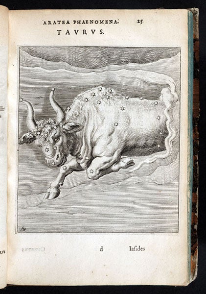 The constellation Taurus, engraving by Jacobus de Gheyn. In Arateorum, by Hugo Grotius, 1600 (The Linda Hall)