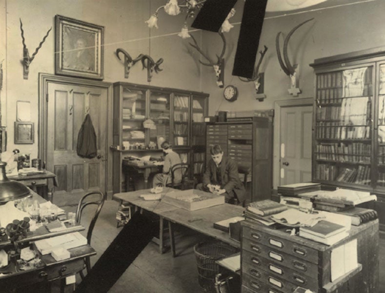 Martin Hinton at work in the zoology rooms at the Natural History Museum, London, 1924 (historylinksarchive.org.uk)