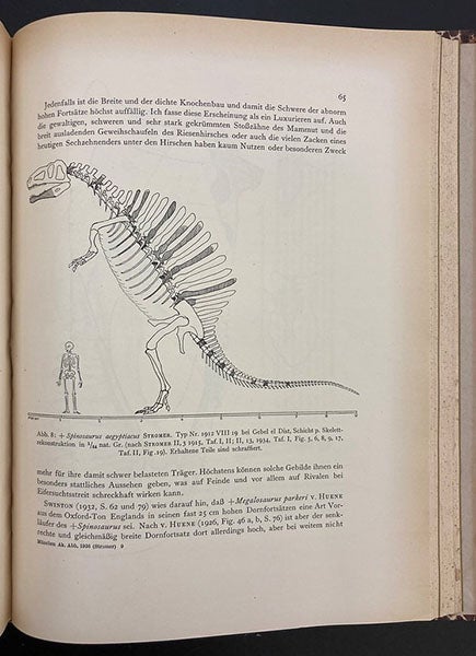 spinosaurus stromer