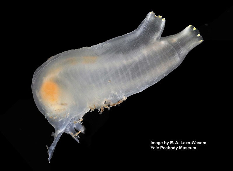 Ciona intestinalis, a tunicate that Paul Kammerer experimented upon (Wikimedia commons)